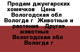 Продам джунгарских хомячков › Цена ­ 50 - Вологодская обл., Вологда г. Животные и растения » Другие животные   . Вологодская обл.,Вологда г.